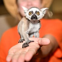 lemur