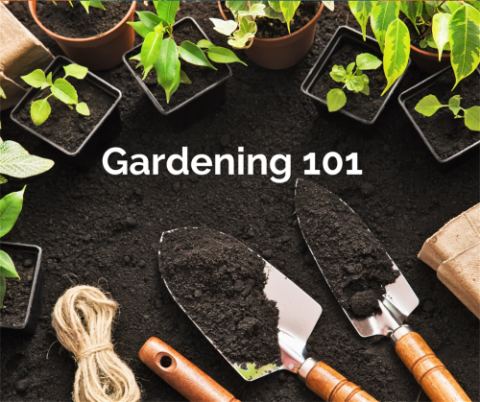 gardening tools and plants