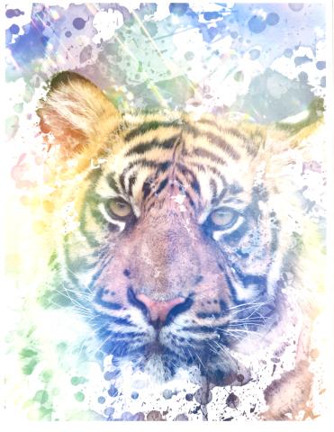 colorful Tigar
