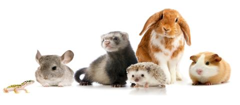 animals