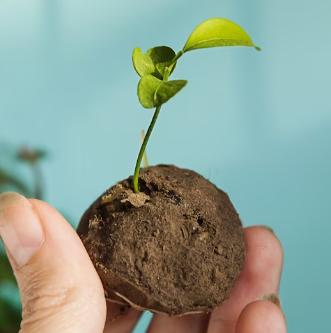 a plant growing from a seed bomb