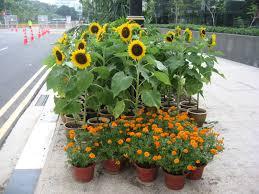 Plant Swap