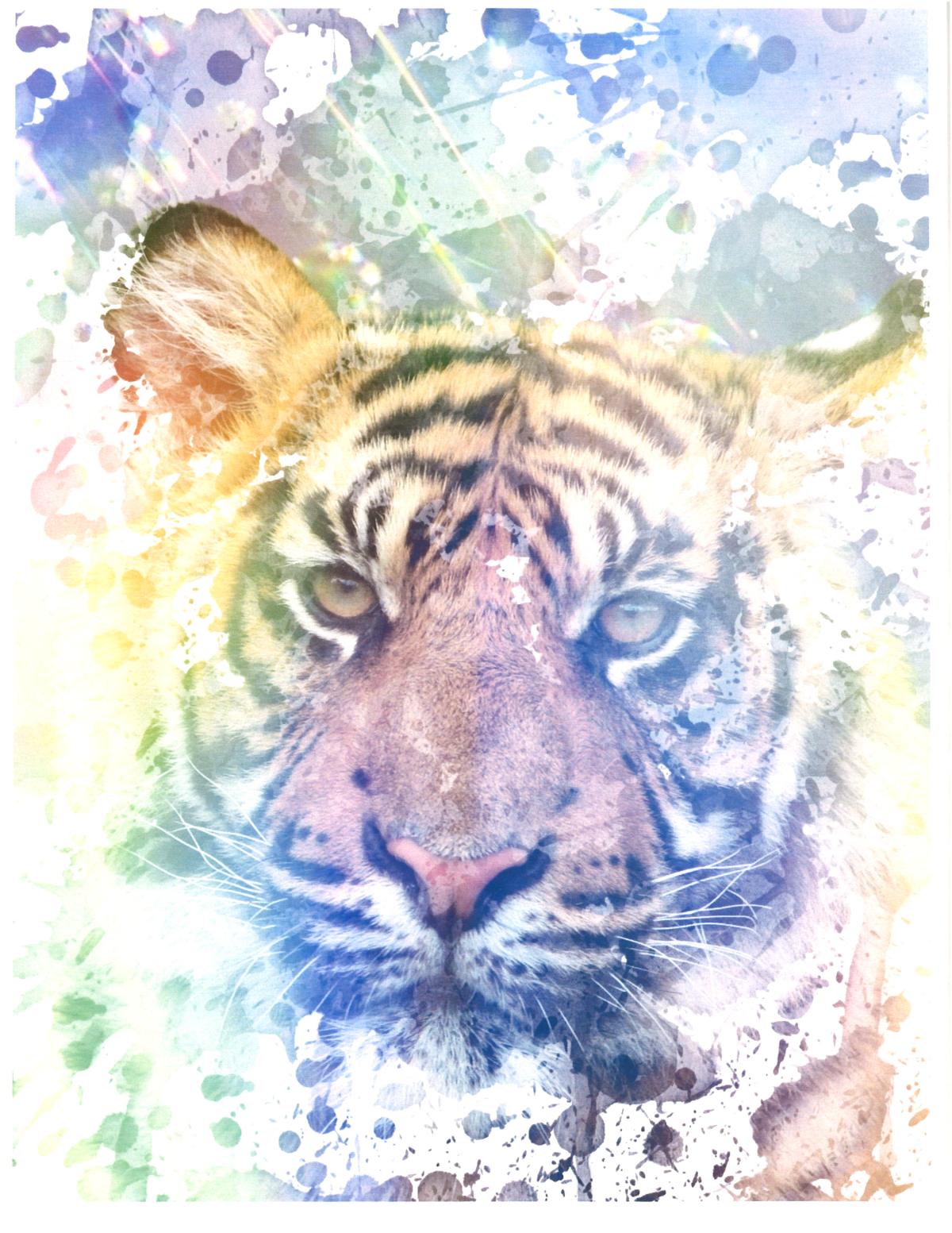 colorful Tigar