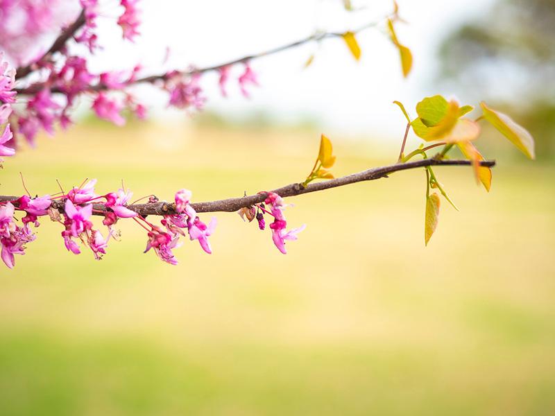 Oklahoma Redbud