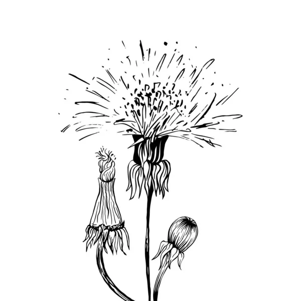 Dandelion